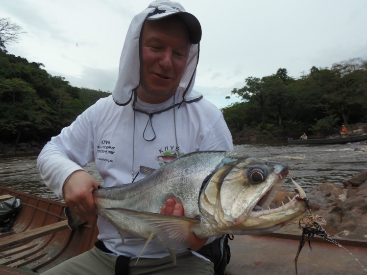 Payara caught in the river Paragua. Incredibly strong fish. stronger than all the salmon that I have seen