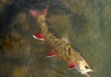 Fly-fishing Photo of Brook trout shared by Tomasz Talarczyk – Fly dreamers 