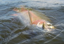 Fly-fishing Picture of Rainbow trout shared by Gerhard Delport – Fly dreamers