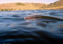 Gerhard Delport 's Fly-fishing Catch of a Rainbow trout – Fly dreamers 