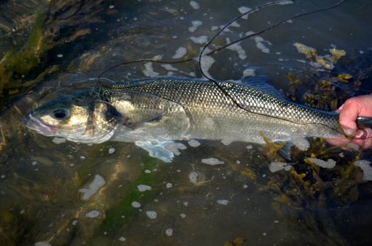 European Bass