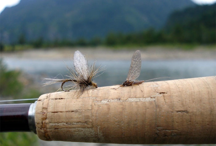 www.lavaguada.cl: Imitaciones para un Mayfly de "Isonychiidae - Isonychia".