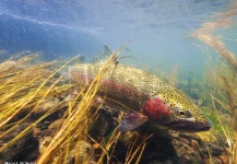 Brent Wilson 's Fly-fishing Pic of a Rainbow trout – Fly dreamers 