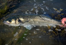 Fly-fishing Image of European seabass shared by Jim Hendrick – Fly dreamers