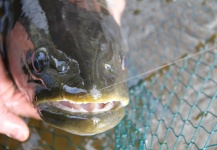 Nikolay Rudnev 's Fly-fishing Pic of a Taimen – Fly dreamers 