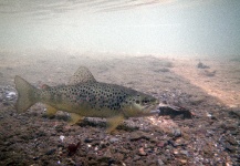 Vladimir Petrovic 's Fly-fishing Image of a Brown trout – Fly dreamers 