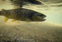 Vladimir Petrovic 's Fly-fishing Pic of a Brown trout – Fly dreamers 