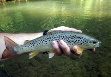 Vladimir Petrovic 's Fly-fishing Pic of a Brown trout – Fly dreamers 