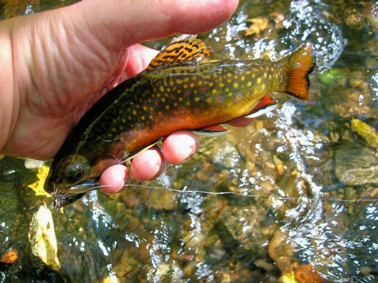 A wild brook trout from a small stream in Connecticut, USA. Mid October on a dry fly. smallstream reflections blog