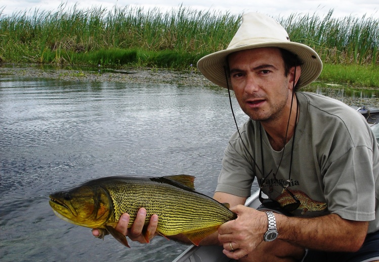 Los dorados del Iberá tienen un color más contrastado, con el lomo negro