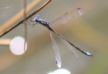  Genial Foto de Entomología y Pesca con Mosca compartida por Gerhard Delport – Fly dreamers