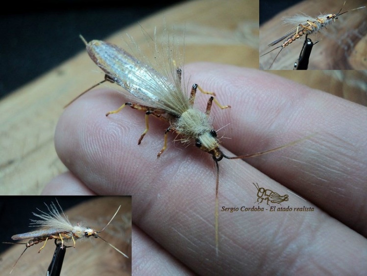 Stonefly adulta