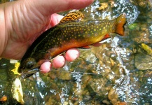 Alan Petrucci 's Fly-fishing Pic of a Brook trout – Fly dreamers 
