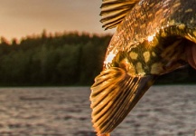 Alexander Lexén 's Fly-fishing Photo of a Pike – Fly dreamers 