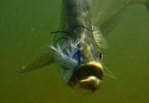 Cathy Beck 's Fly-fishing Image of a Tarpon – Fly dreamers 