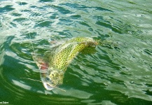 Fly-fishing Photo of Rainbow trout shared by Gerhard Delport – Fly dreamers 