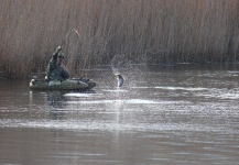 Interesting Fly-fishing Situation of Rainbow trout shared by Gerhard Delport 