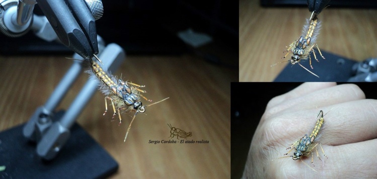 Golden stonefly