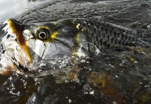 Fly-fishing Picture of Tigerfish shared by Henkie Altena – Fly dreamers