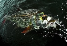 Henkie Altena 's Fly-fishing Photo of a Tigerfish – Fly dreamers 