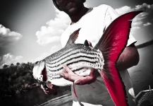 Henkie Altena 's Fly-fishing Pic of a Tigerfish – Fly dreamers 