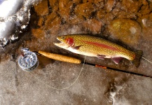 Joe Nicklo 's Fly-fishing Catch of a Rainbow trout – Fly dreamers 