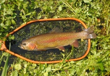 Tomasz Talarczyk 's Fly-fishing Catch of a Rainbow trout – Fly dreamers 