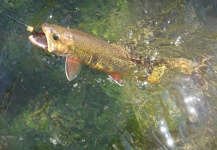 Tomasz Talarczyk 's Fly-fishing Pic of a Brook trout – Fly dreamers 