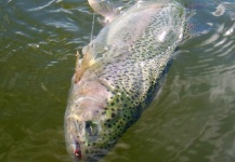 Gerhard Delport 's Fly-fishing Photo of a Rainbow trout – Fly dreamers 