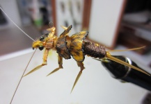 Life Cycle of a Golden Stone (Family Perlidae)    Nymph; Emerger; Adult (at Rest); Adult (flying); Mating; Female Laying Eggs