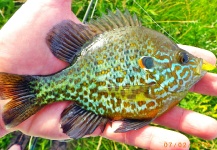 David Merical 's Fly-fishing Catch of a Pumpkinseed – Fly dreamers 