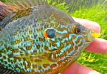 Fly-fishing Picture of Pumpkinseed shared by David Merical – Fly dreamers