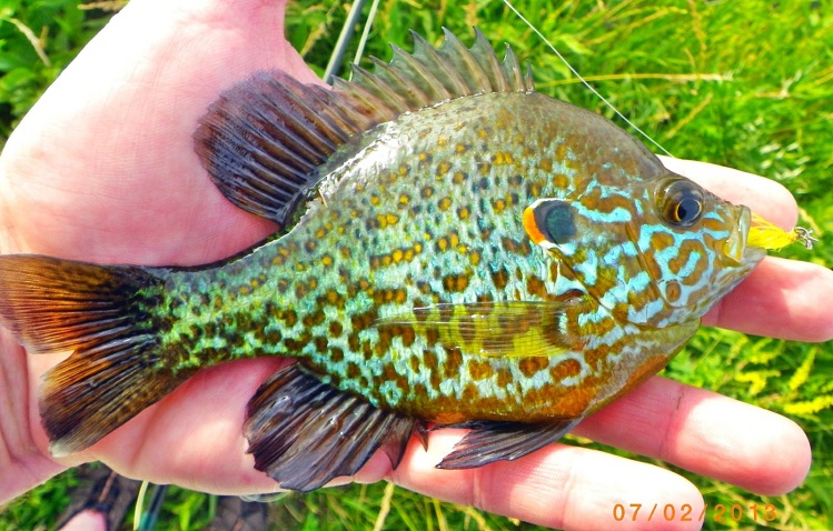 Spawning  male Pumpkinseed Sunfish caught by David Merical