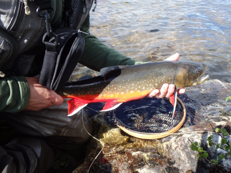 Char from Kiruna, Swedish Lappland.