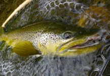  Imagen de Pesca con Mosca de Trucha marrón por Rich Strolis – Fly dreamers