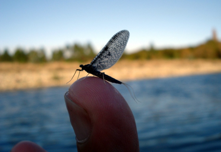 www.lavaguada.cl: Una Ephemeroptera de uno de los afluentes del río San Pedro.