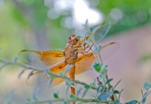 Fly-fishing Entomology Photo shared by Johnathon Spens – Fly dreamers 