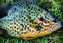 Fly-fishing Image of Sunfish shared by Jake Gertsch – Fly dreamers