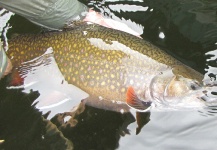 Fly-fishing Pic of Brook trout shared by Randy Beamish – Fly dreamers 