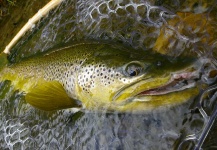 Rich Strolis 's Fly-fishing Image of a Brown trout – Fly dreamers 