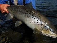 Foto de pesca con mosca