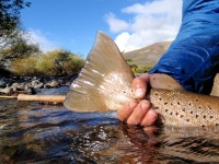 Foto de pesca con mosca