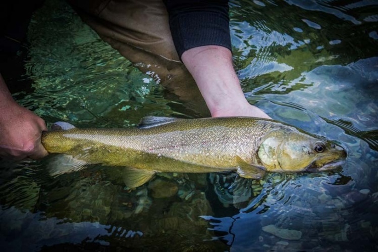 Marble trout  "Marmorata"

BULL TROUT!! Like other species of char, the fins of a bull trout has white leading edges. Its head and mouth are unusually large for salmonids, giving it its name. Bull trout have been recorded measuring up to 103 cm (41 in) 