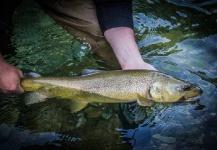 Alexander Lexén 's Fly-fishing Photo of a Marble Trout – Fly dreamers 