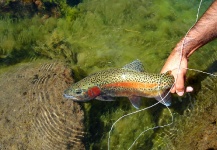  Fotografía de Pesca con Mosca de Trucha arcoiris por Juan Antonio Pérez Figueroa – Fly dreamers 