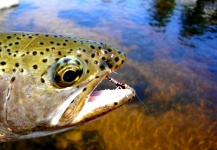 Carlos Feijoo 's Fly-fishing Picture of a Rainbow trout – Fly dreamers 