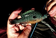 Fly-fishing Photo of Pumpkinseed shared by Cory Zurcher – Fly dreamers 