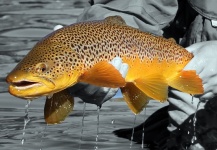 Peter Broomhall 's Fly-fishing Catch of a Brown trout – Fly dreamers 
