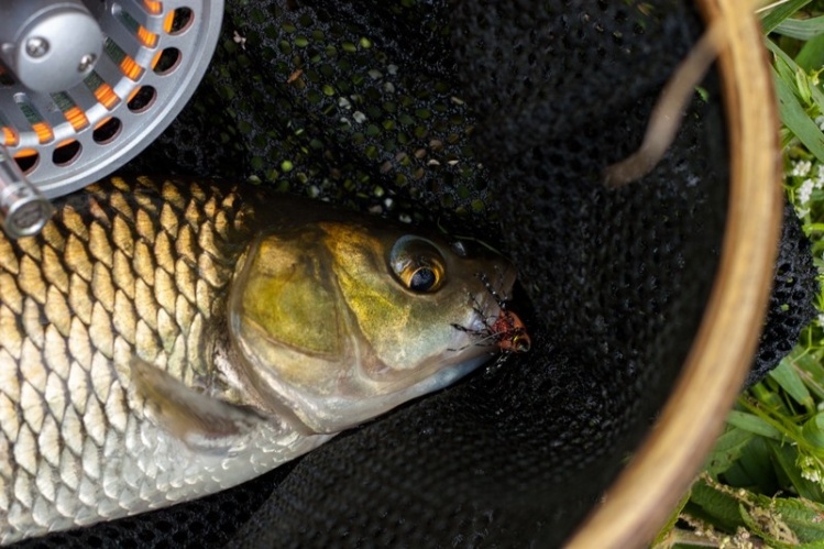 North East chub surface fun.