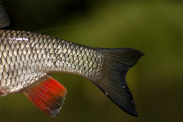 Chub catched on grasshopper pattern late summer.